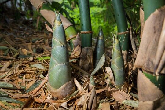 how to store bamboo shoots